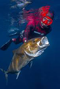 Pêche sous-marine